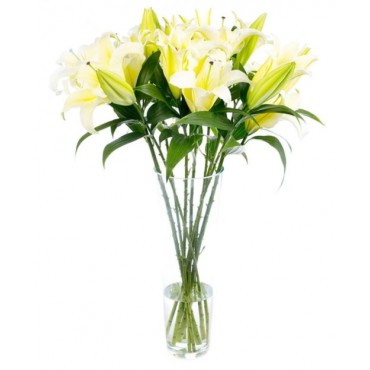 Yellow Oriental Lilies for Home or Office